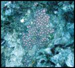 Zoanthid - Hawaii