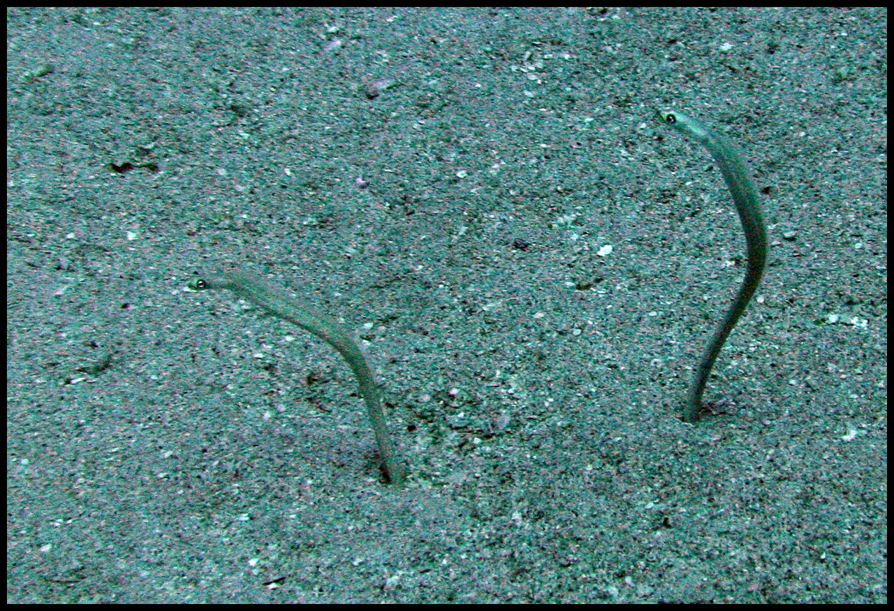 Garden Eel