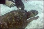 Turtle - Divemaster cutting off fishing line that was entangled on it. This trip taught us to bring bandage scissors.